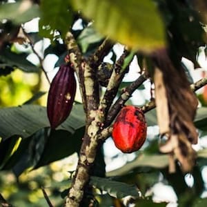 Two ripe cocoa pods grow on the trunk of a cacao tree, surrounded by green leaves in natural sunlight—a glimpse into the world of fine flavour cocoa. | Trinitario