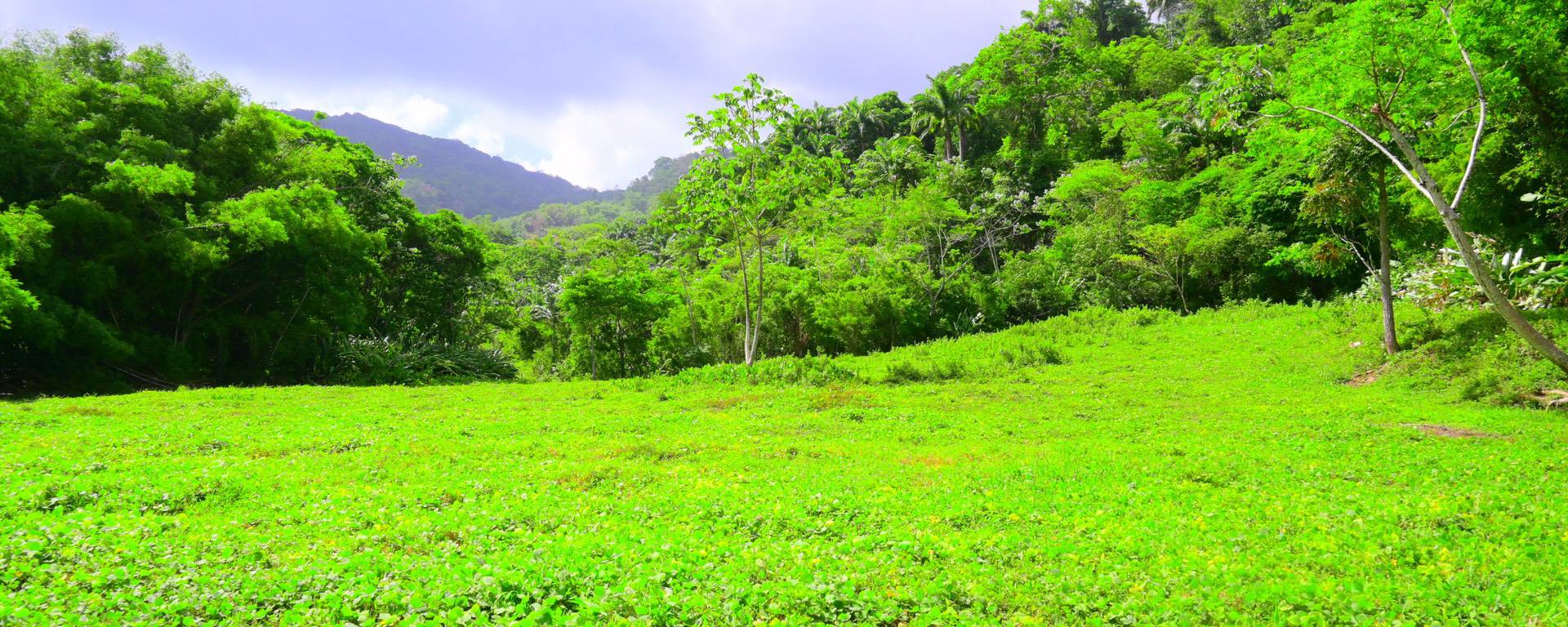 A lush green meadow surrounded by dense trees and hills under a partly cloudy sky, reminiscent of the landscapes where single-origin chocolate is sourced. | Trinitario