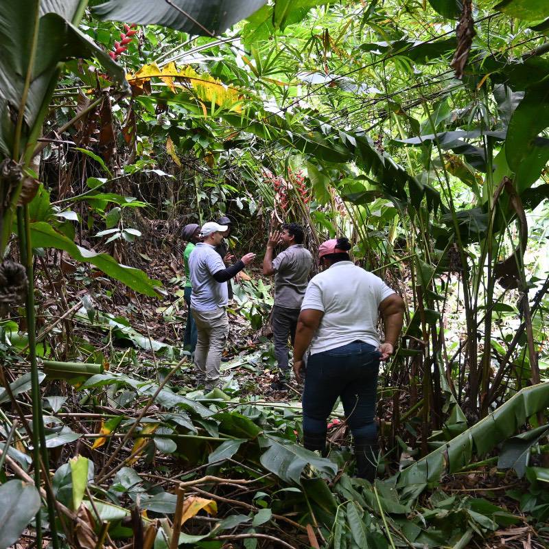 Four people stand and talk in a dense, green jungle surrounded by large leafy plants, discussing Caribbean cocoa and single-origin chocolate. | Trinitario