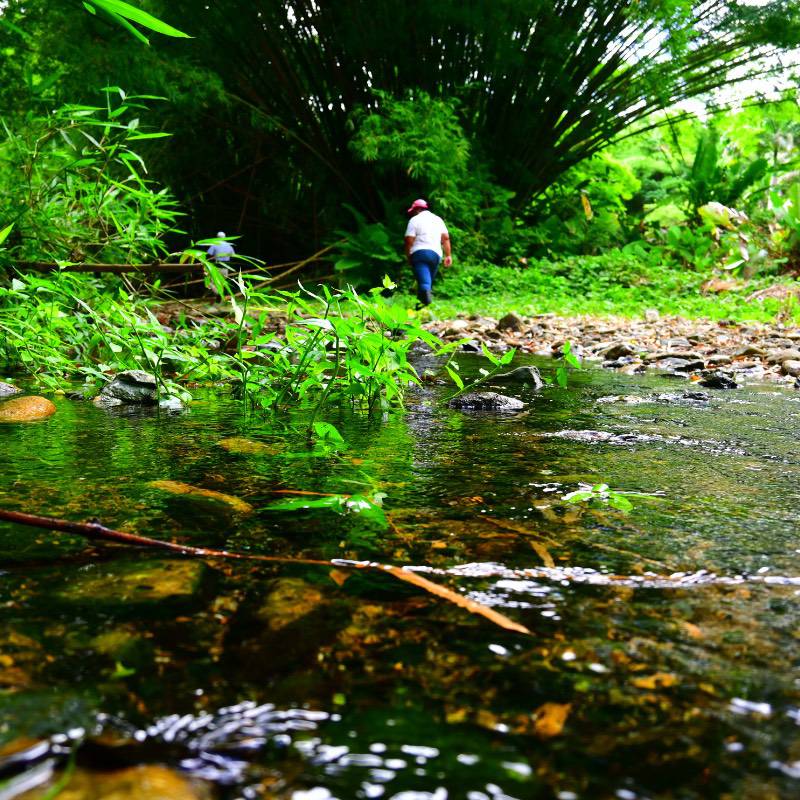A person walks along a rocky stream surrounded by dense, green vegetation and bamboo under bright natural light, reminiscent of lush Caribbean cocoa plantations where fine flavour cocoa and Trinitario chocolate thrive. | Trinitario