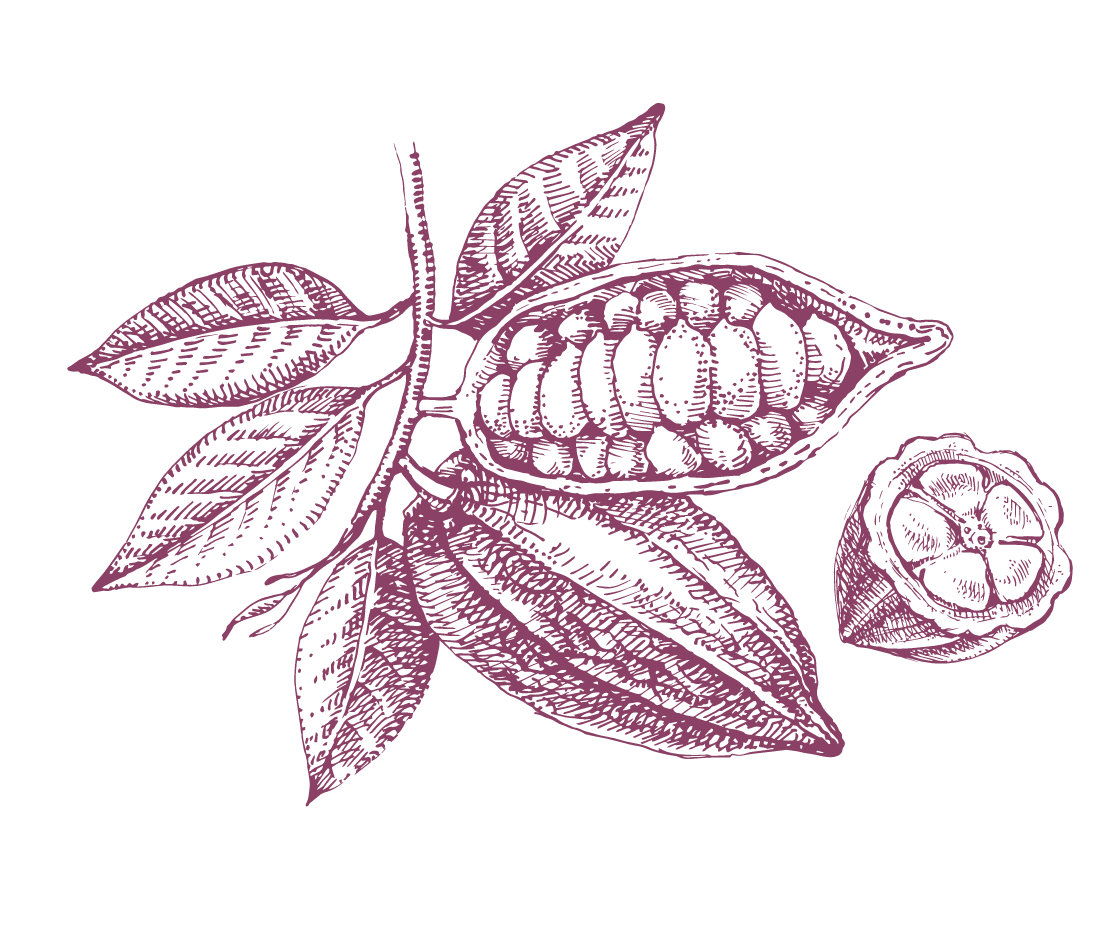 A vintage-style illustration of a cacao pod on a branch, with leaves, and one pod opened to show fine flavour cocoa beans inside—perfect for handcrafted chocolate lovers. | Trinitario