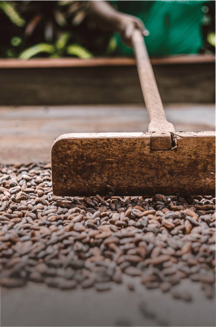 A wooden tool is being used to spread and dry Caribbean cocoa beans on a flat surface, preparing them for rich single-origin chocolate. | Trinitario