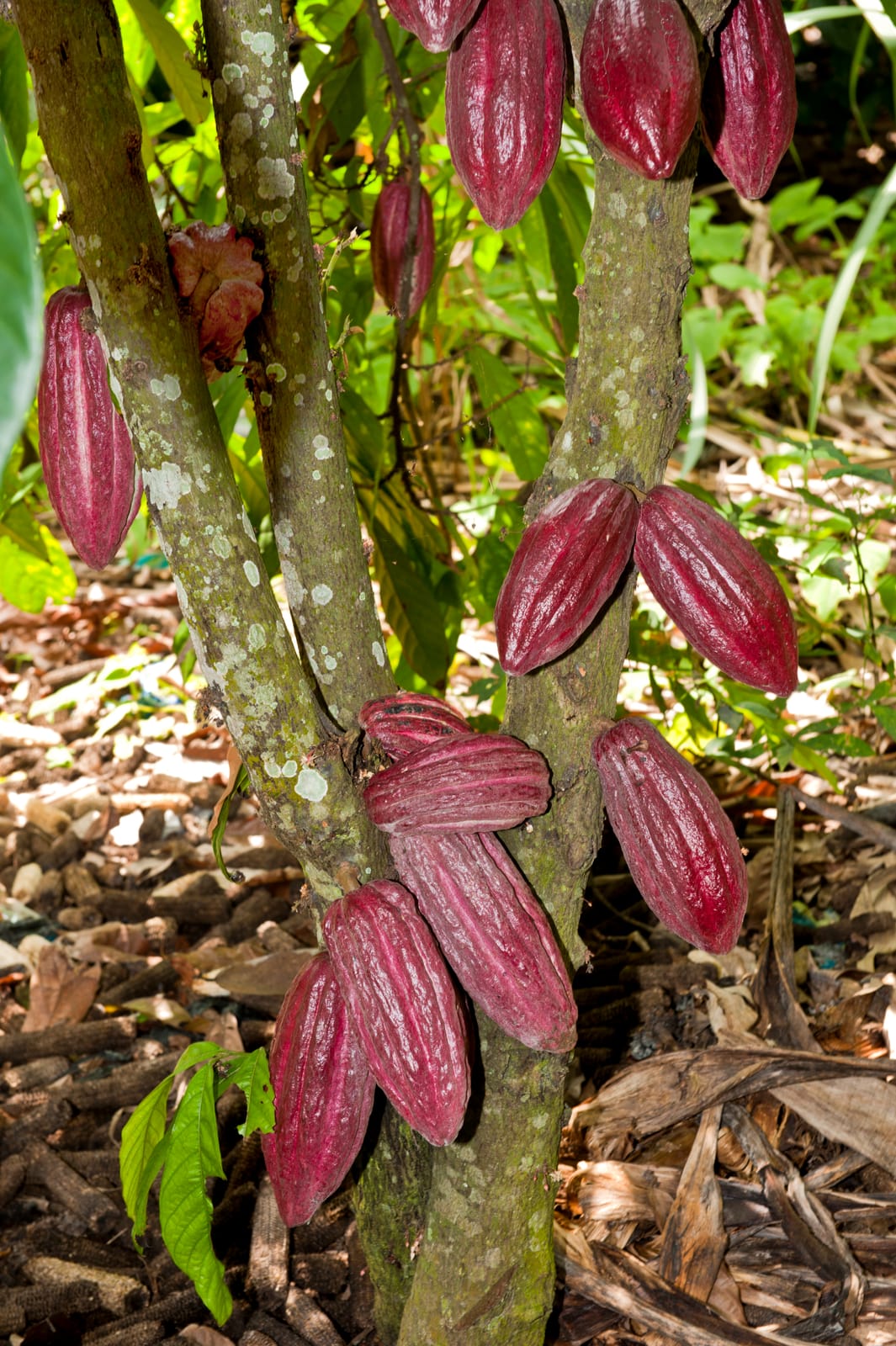 Cacao pods growing on the trunk and branches of a cacao tree in a tropical environment, soon to be harvested for sustainably grown chocolate. | Trinitario
