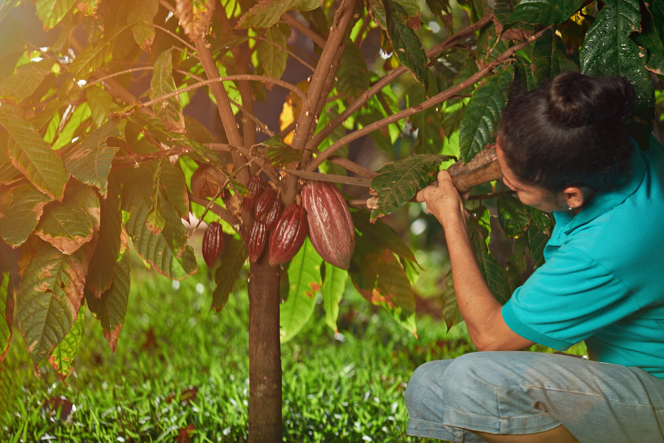 A person in a blue shirt crouches beside a cacao tree, inspecting several ripe fine flavour cocoa pods growing on the trunk. | Trinitario
