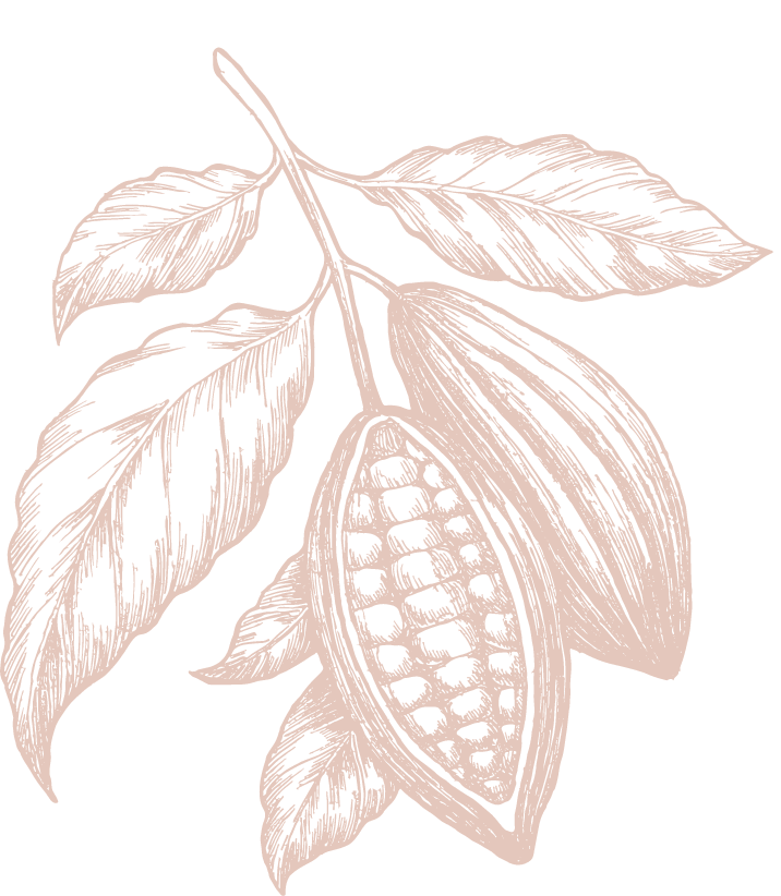 A detailed, vintage-style illustration of a cacao pod with leaves, showing the pod partially open to reveal cacao beans inside—perfect for showcasing handcrafted chocolate and fine flavour cocoa origins. | Trinitario