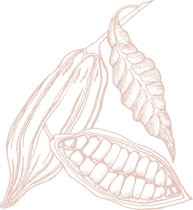 Line drawing of a cacao pod, one whole and one split open to show seeds, with two leaves attached—perfect for highlighting single-origin chocolate or Caribbean cocoa origins. | Trinitario